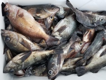 オーフリー 釣果