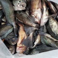 オーフリー 釣果