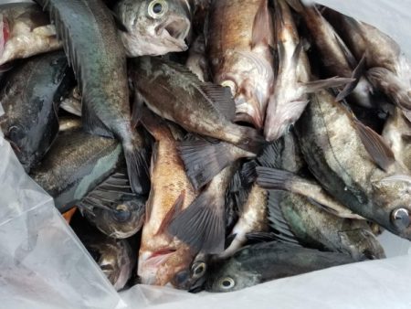 オーフリー 釣果