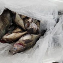 オーフリー 釣果