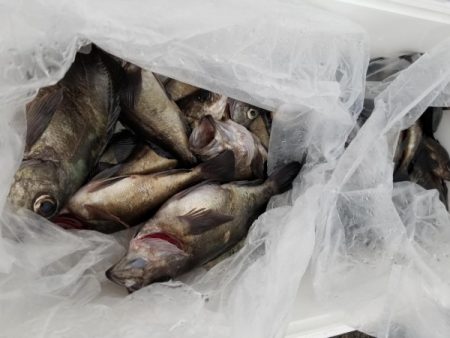 オーフリー 釣果