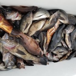 オーフリー 釣果