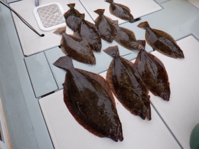 遊漁船 幸友丸 釣果