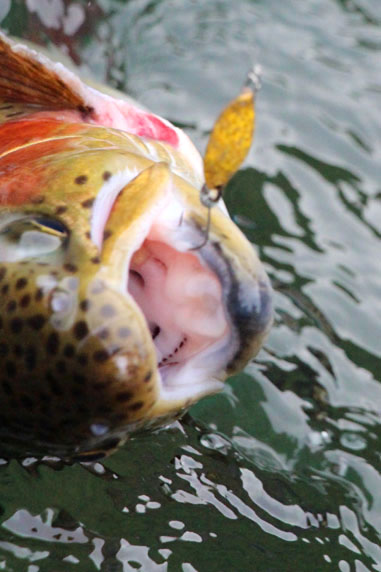 小菅トラウトガーデン 釣果