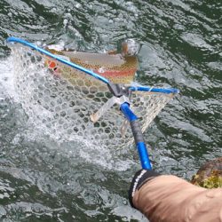 小菅トラウトガーデン 釣果