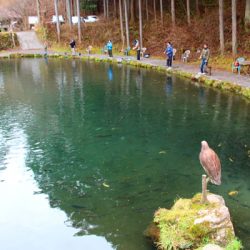 小菅トラウトガーデン 釣果