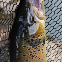 小菅トラウトガーデン 釣果