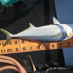 海龍丸（福岡） 釣果