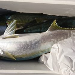 海龍丸（福岡） 釣果