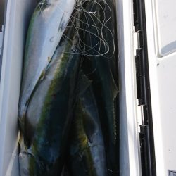 海龍丸（福岡） 釣果