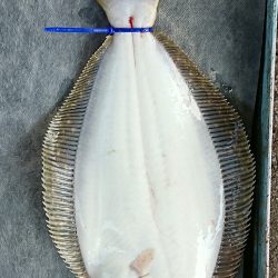 明神釣船 釣果