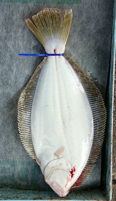明神釣船 釣果