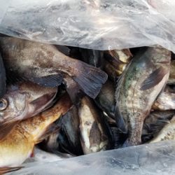 オーフリー 釣果