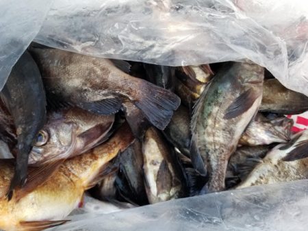 オーフリー 釣果