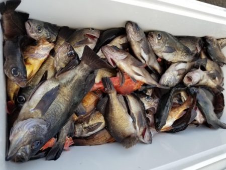 オーフリー 釣果