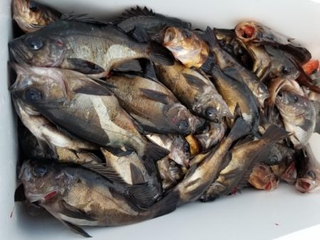 オーフリー 釣果