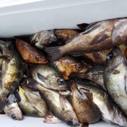 オーフリー 釣果