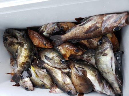 オーフリー 釣果