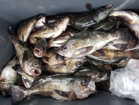 オーフリー 釣果