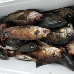 オーフリー 釣果