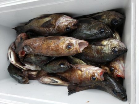 オーフリー 釣果