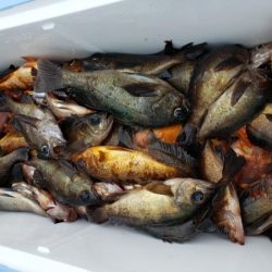 オーフリー 釣果