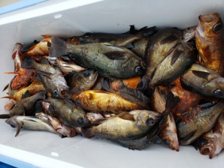 オーフリー 釣果