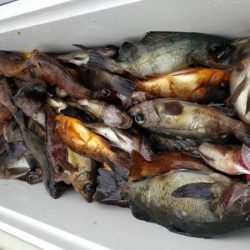 オーフリー 釣果