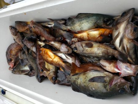 オーフリー 釣果