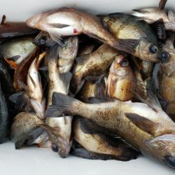 オーフリー 釣果