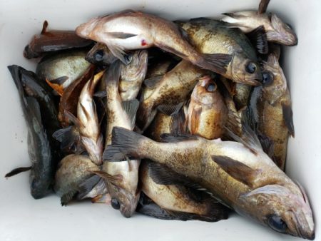 オーフリー 釣果