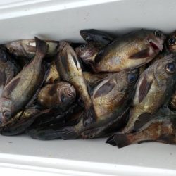 オーフリー 釣果