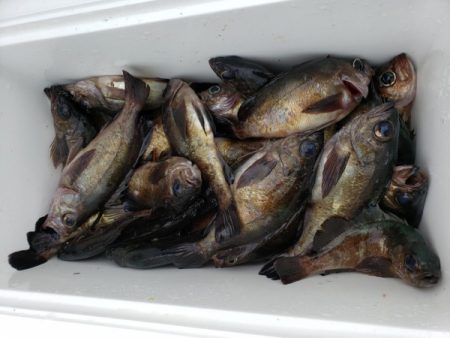 オーフリー 釣果