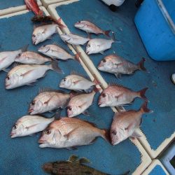 十八宝洋丸 釣果