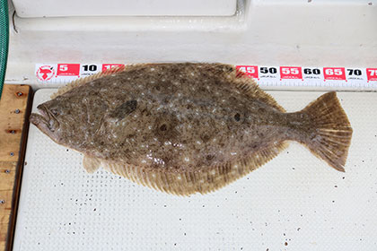 松本釣船２ 釣果