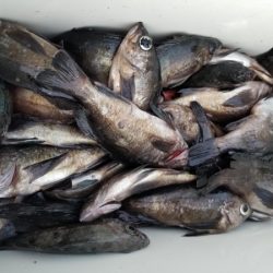 オーフリー 釣果