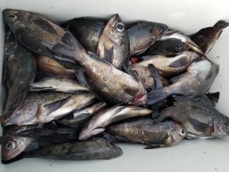 オーフリー 釣果