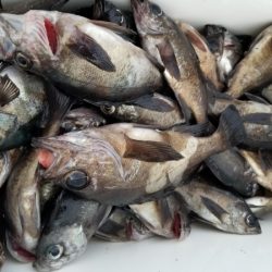 オーフリー 釣果