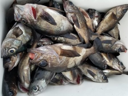 オーフリー 釣果