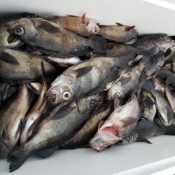 オーフリー 釣果