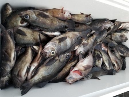 オーフリー 釣果