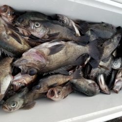 オーフリー 釣果