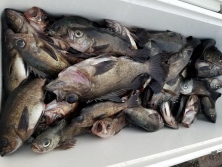 オーフリー 釣果