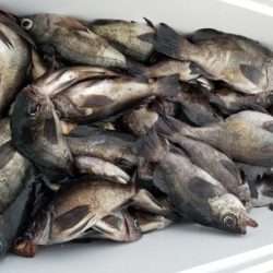 オーフリー 釣果