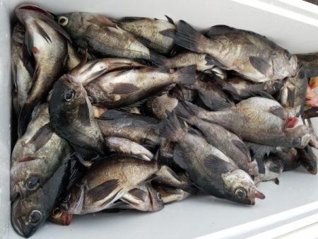 オーフリー 釣果