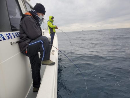 ブルーピア 釣果