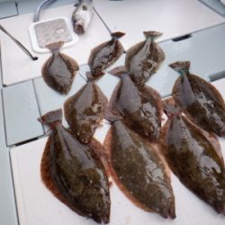 遊漁船 幸友丸 釣果