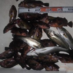 ルアー船マヒマヒ 釣果