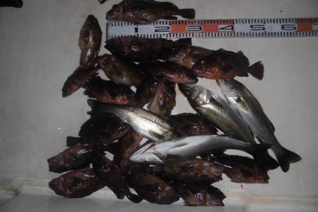 ルアー船マヒマヒ 釣果