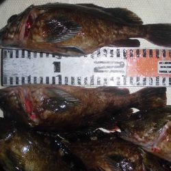 ルアー船マヒマヒ 釣果